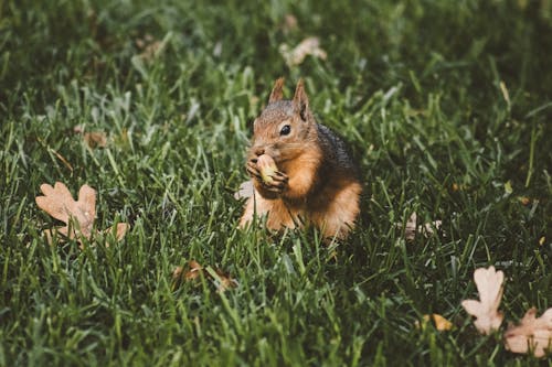 Squirrel with Food in Grass