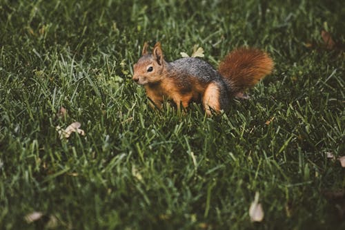 リス, 動物の写真, 芝生の無料の写真素材