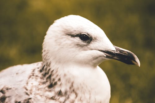 Fotobanka s bezplatnými fotkami na tému čajka, fotografie zvierat žijúcich vo voľnej prírode, hlava