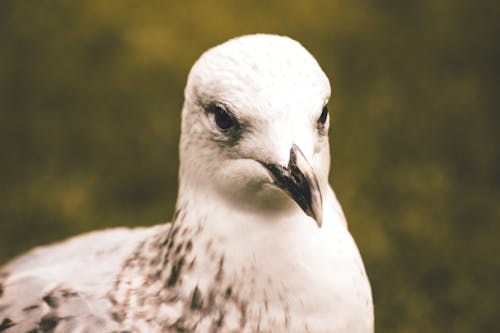 Fotobanka s bezplatnými fotkami na tému čajka, fotografie zvierat žijúcich vo voľnej prírode, hlava