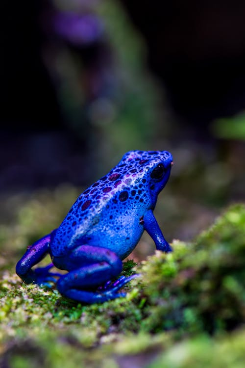 Kostenloses Stock Foto zu amphibie, blauer pfeilgiftfrosch, nahansicht