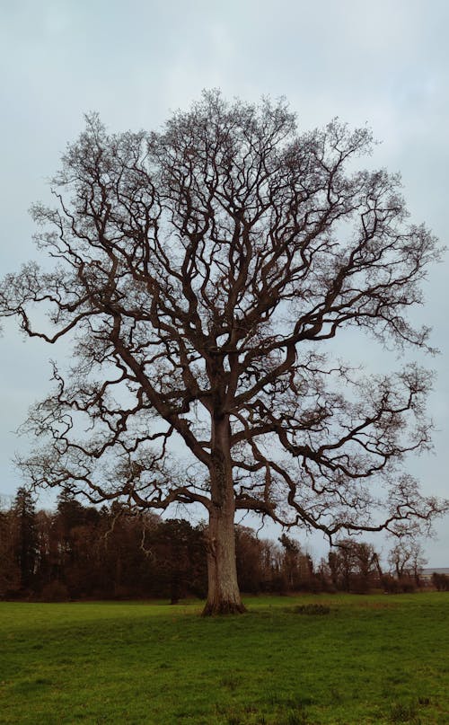 Foto d'estoc gratuïta de arbres, àrid, camp