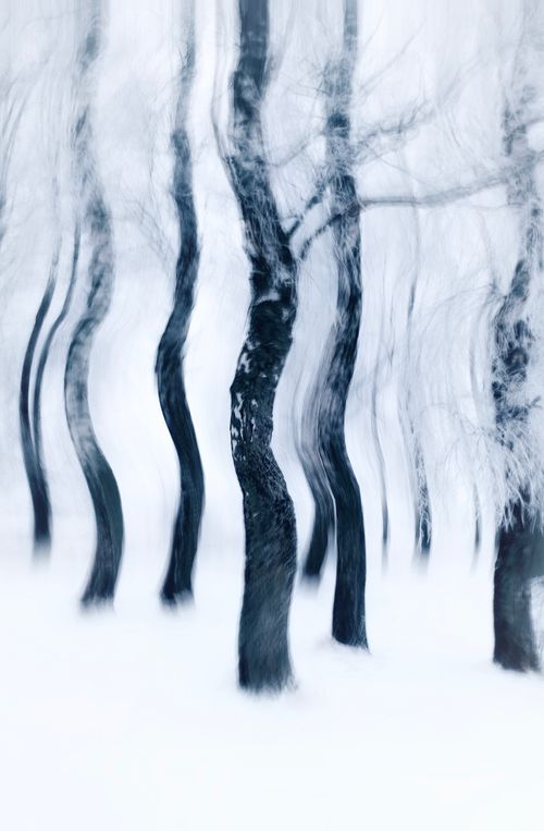 Free Dreamy abstract winter forest scene with blurred trees and snow, evoking calm and mystery. Stock Photo