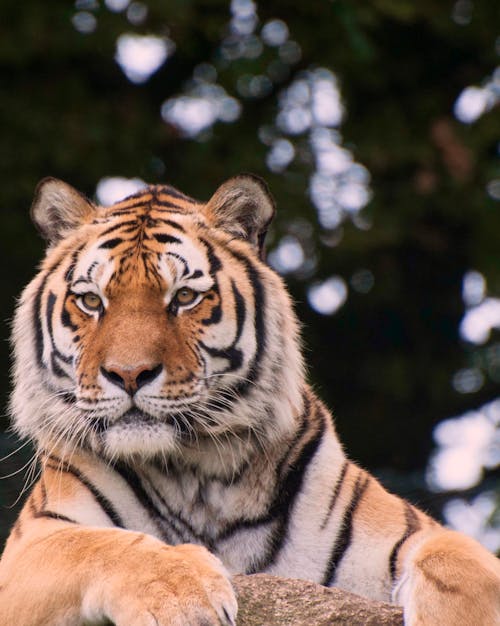 Portrait of Tiger