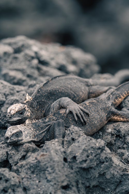 Two Marine Iguanas Sitting on a Rocky Surface