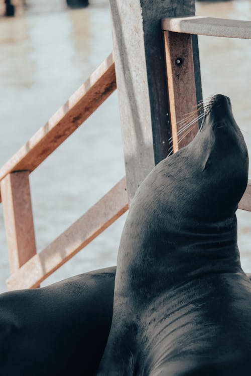 Seal on a Beach 