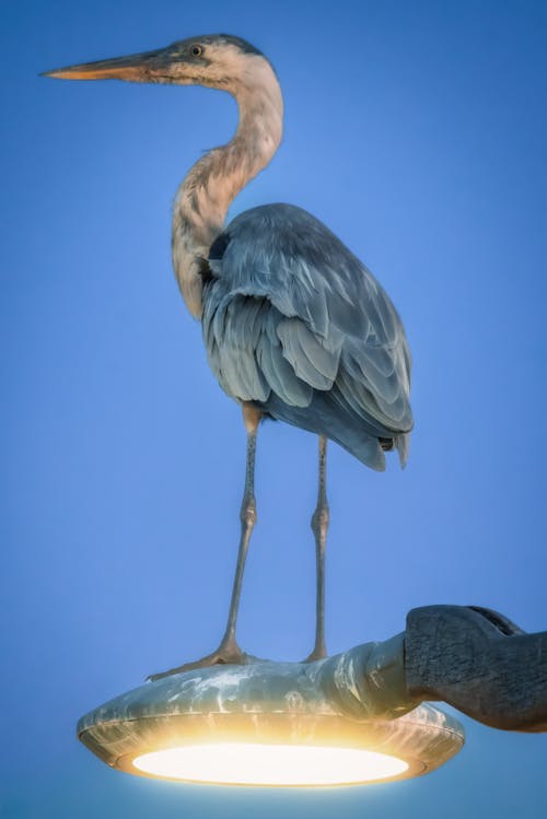 Stuffed Heron in a Studio 