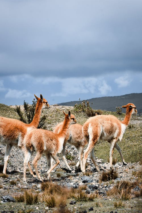 Llamas in a Rocky Valley 
