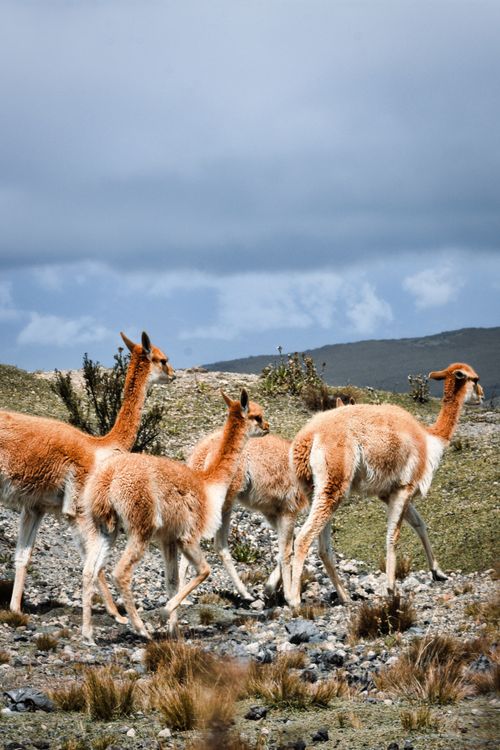 Free A herd of vicugnas graze in a rocky valley under cloudy skies, showcasing their wild nature. Stock Photo