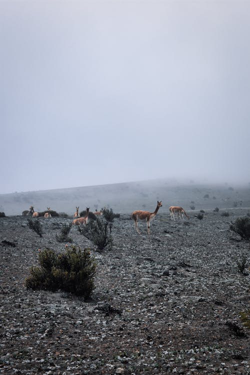 Llamas in a Rocky Valley 