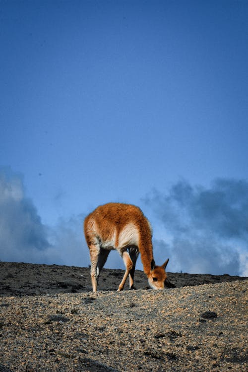 Antelope on Wasteland