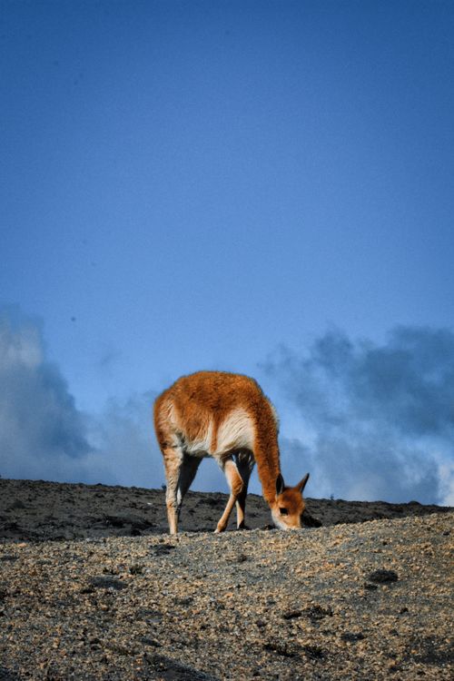 Free A lone antelope grazes in a desolate landscape under a clear blue sky, blending nature and wildlife beauty. Stock Photo
