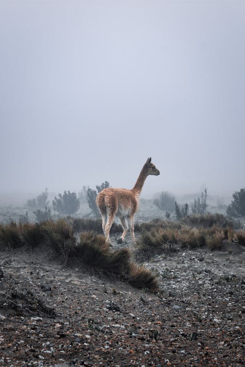 Llama in a Valley Covered with Fog 