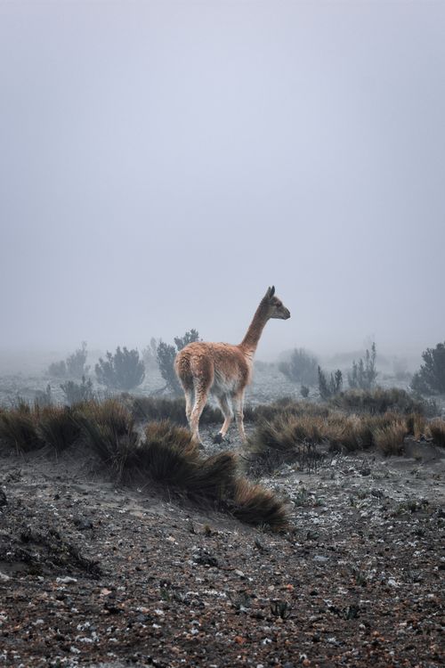 Free A solitary vicuna stands in a misty Andean landscape, showcasing its natural habitat. Stock Photo