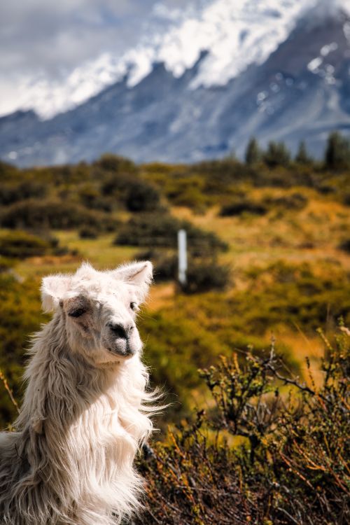 Free A llama with long fur stands against a stunning mountain backdrop, showcasing wildlife in its natural habitat. Stock Photo