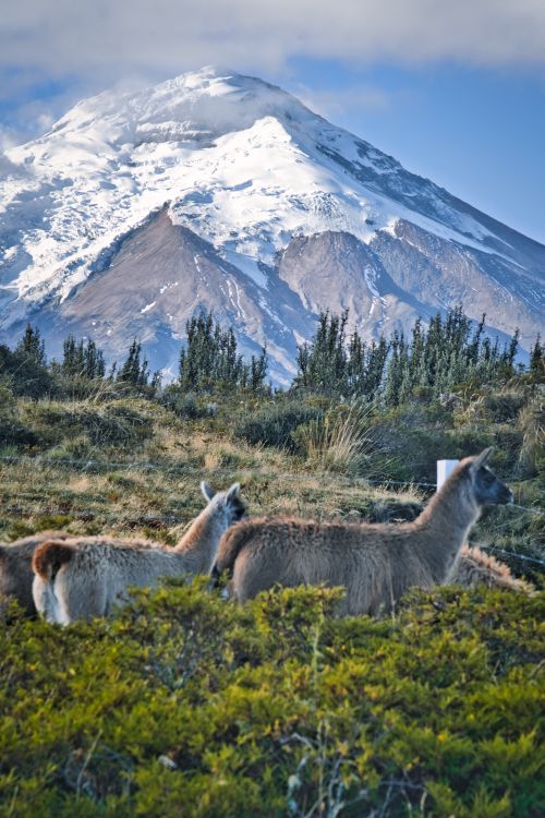 Free A peaceful scene of llamas grazing in a lush valley with a majestic snow-capped mountain in the background. Stock Photo
