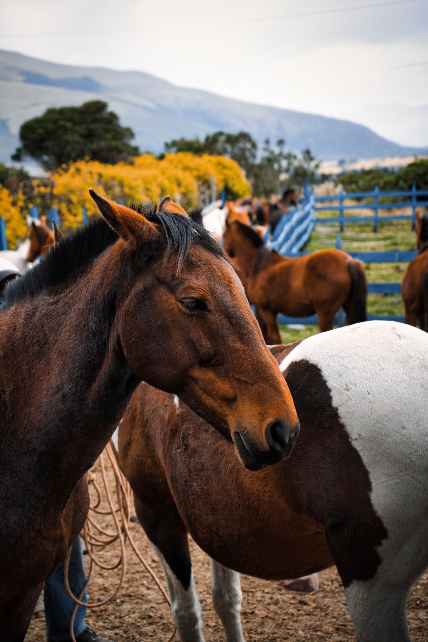 Horses standing on a rural Colorado property with mountains beyond.