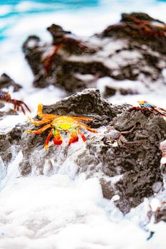 Vivid Sally Lightfoot crabs navigate the rocky shoreline amidst crashing waves.