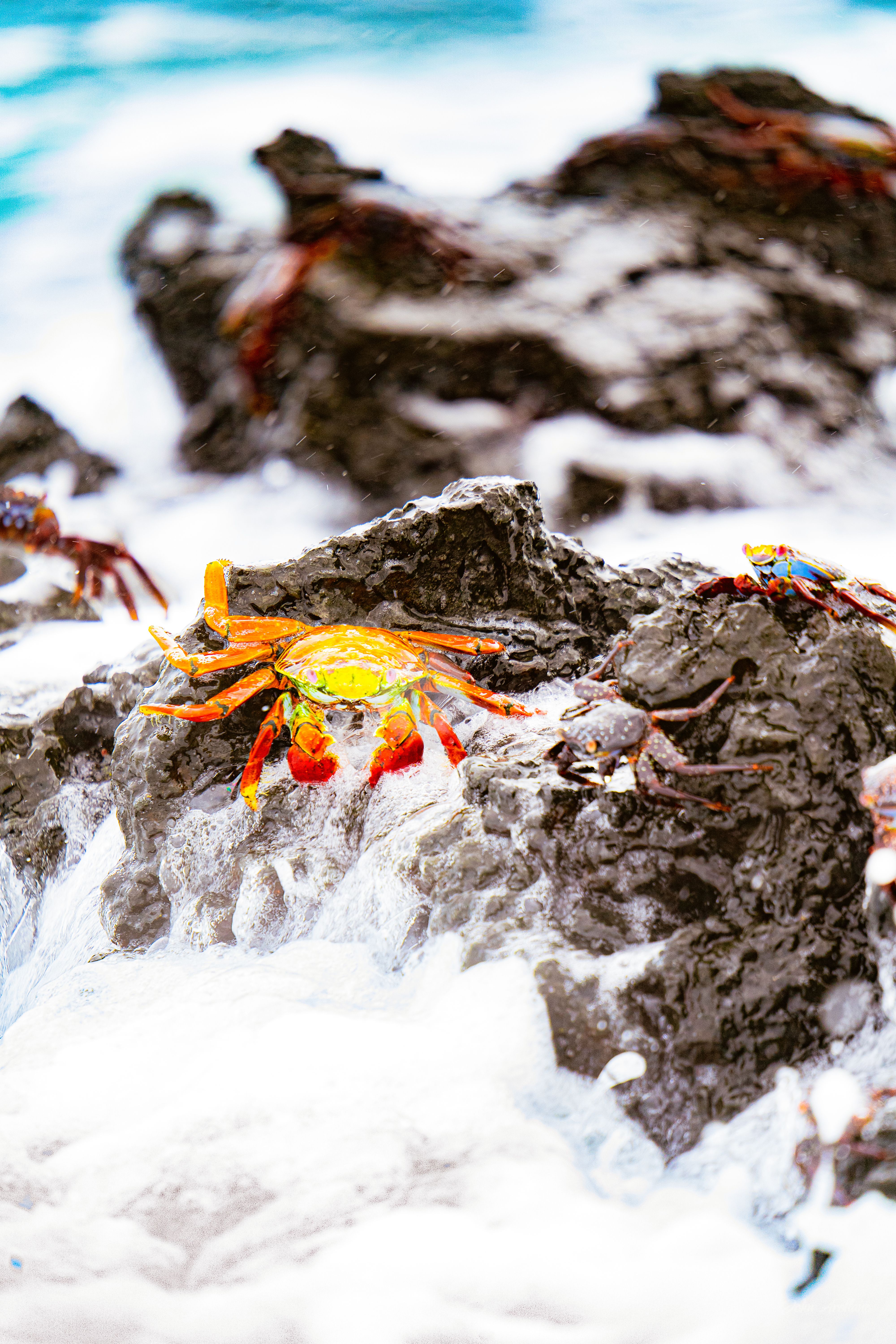 Waving Crab Photos Download The Best Free Waving Crab Stock Photos