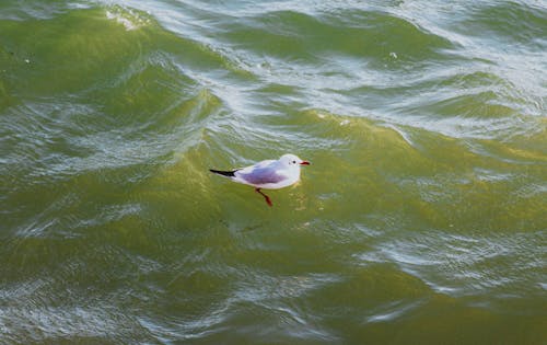 Seagull in a Water 