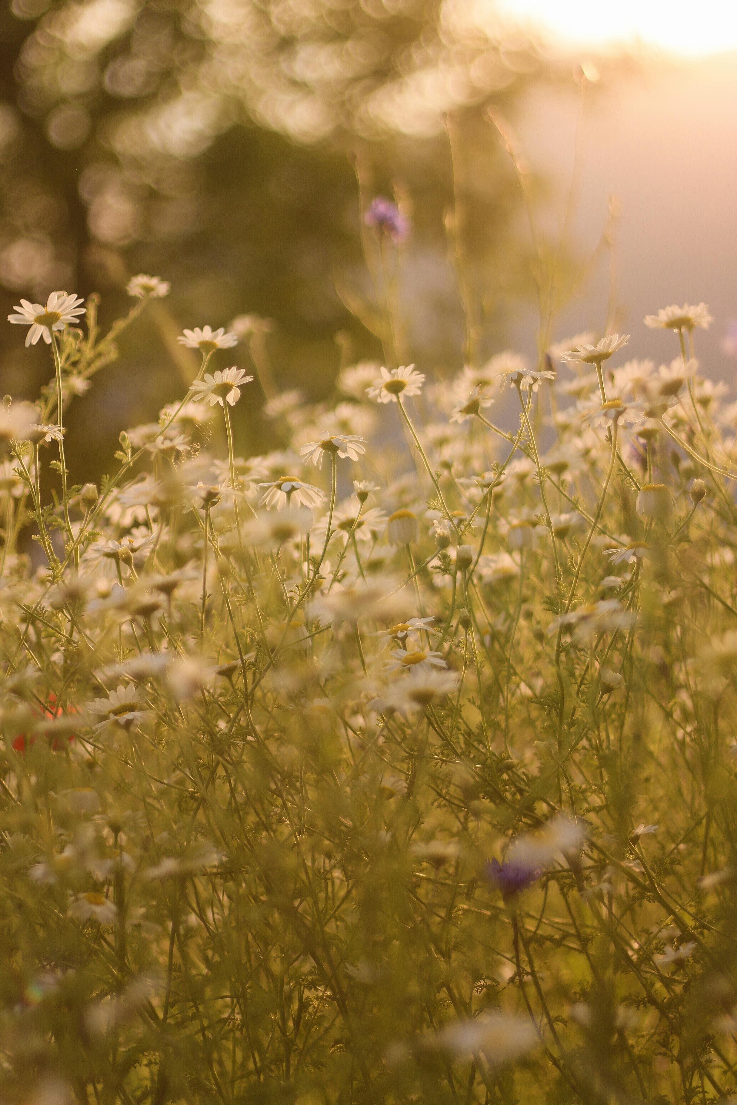 A beautiful field of daisies bathed in warm summer sunlight, creating a serene and peaceful scene.