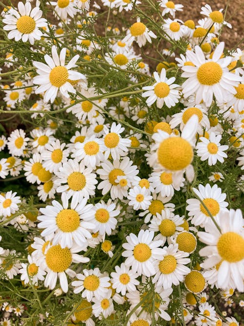 White Daisies on Meadow