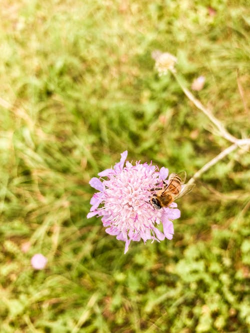 はちみつ, ミツバチ, ミツロウの無料の写真素材