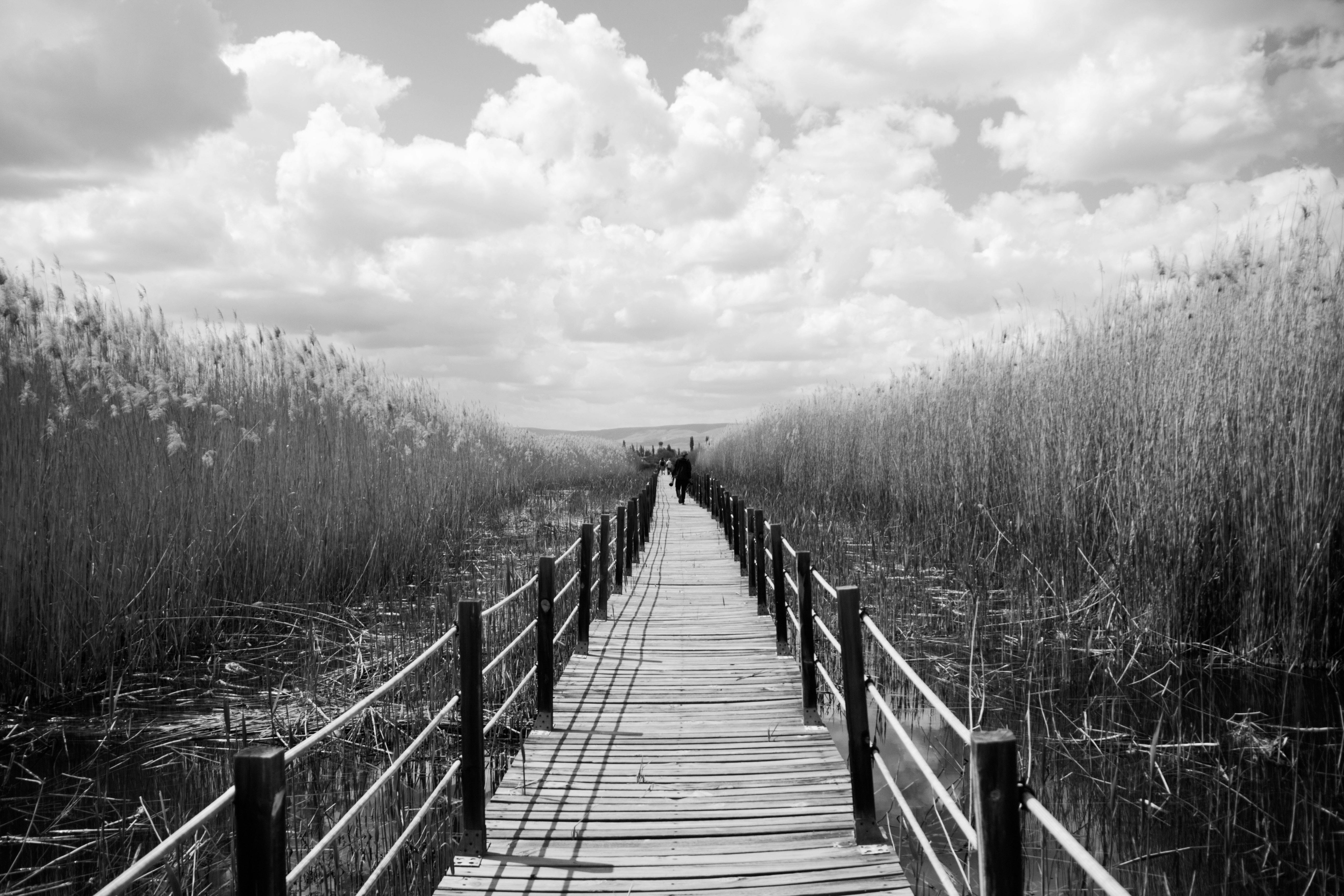Wooden Boardwalk On Swamp Free Stock Photo wooden-boardwalk-on-swamp-free-stock-photo