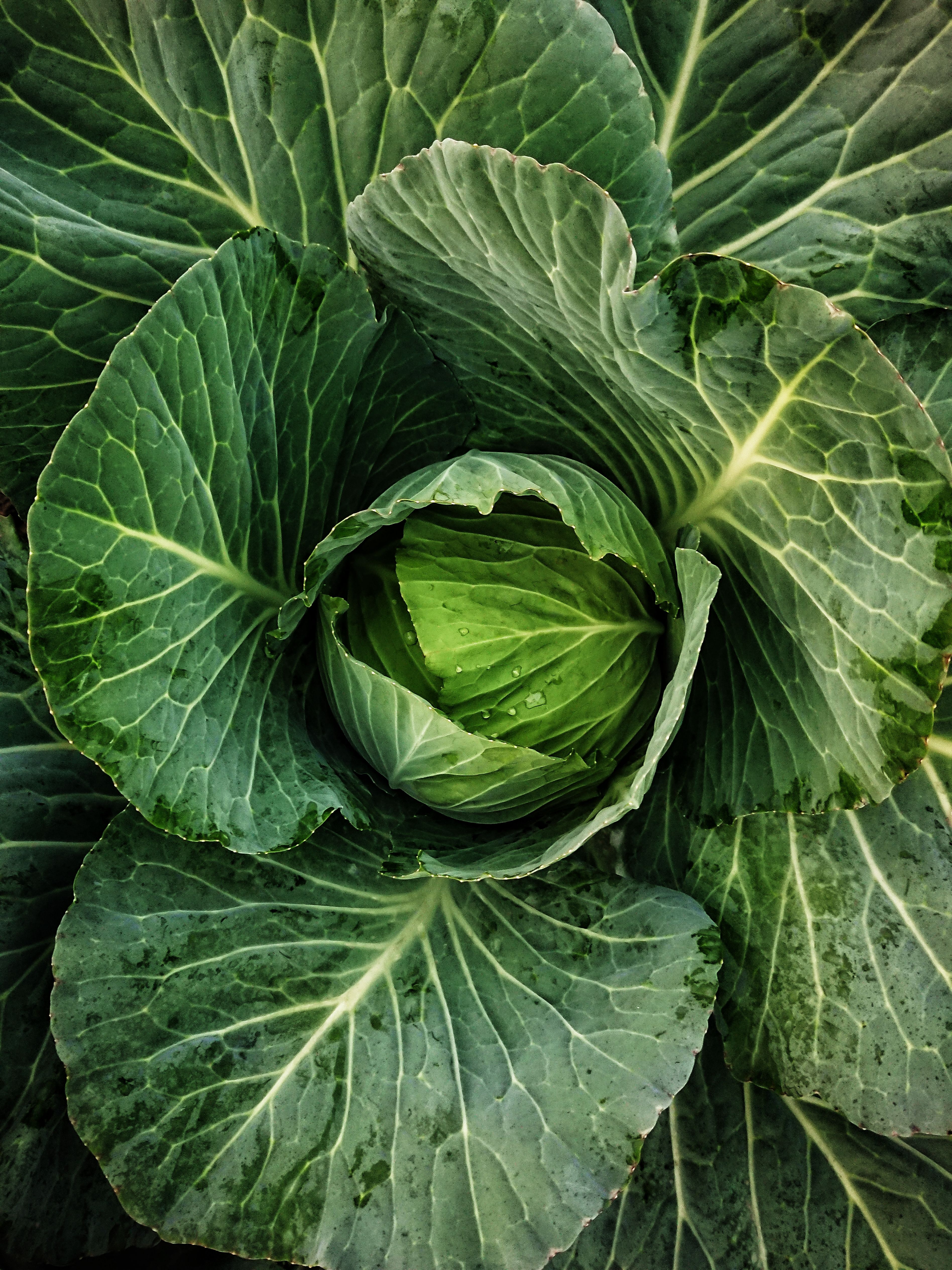 A whole head of escarole with broad, pale green ruffled leaves and a compact pale yellow-white core, sitting on a wooden cutting board.