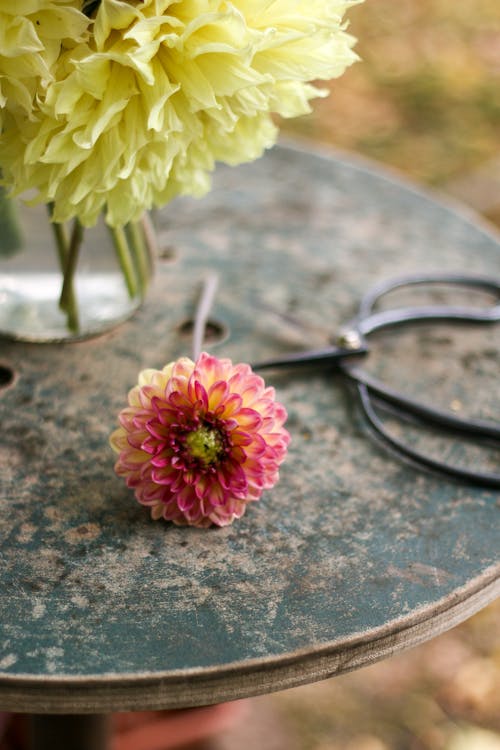 Pink Dalhia Flower on a Table 