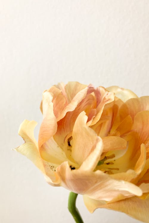 Close-up of a Yellow Tulip on White Background 