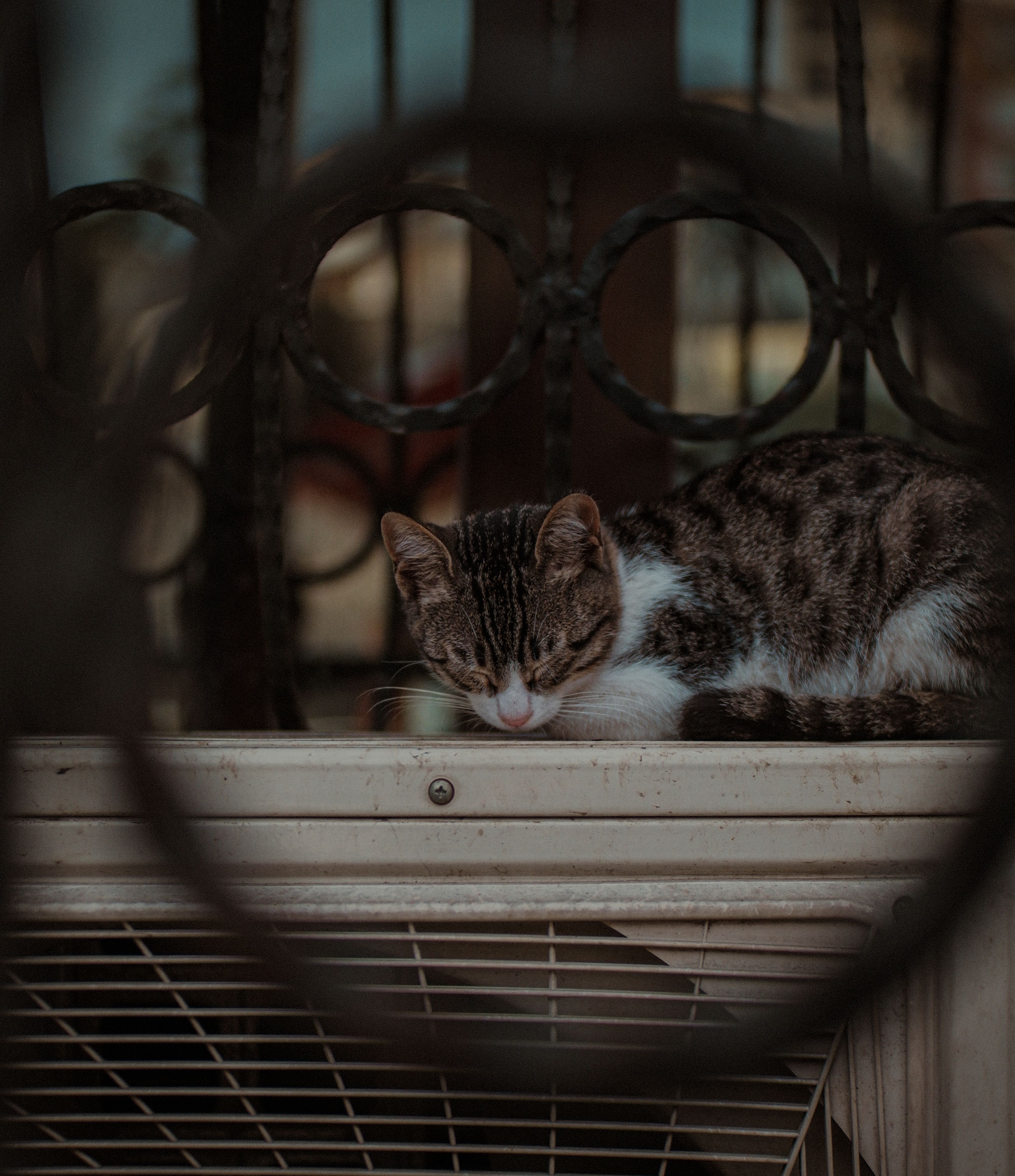 Close-up of a Cat Lying near a Fence · Free Stock Photo