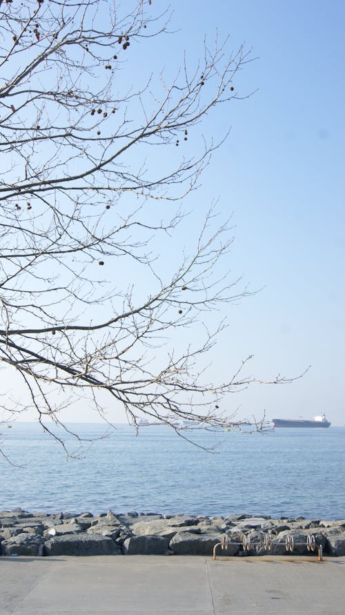 View of a Leafless Trees on the Shore and a Ship in the Horizon 