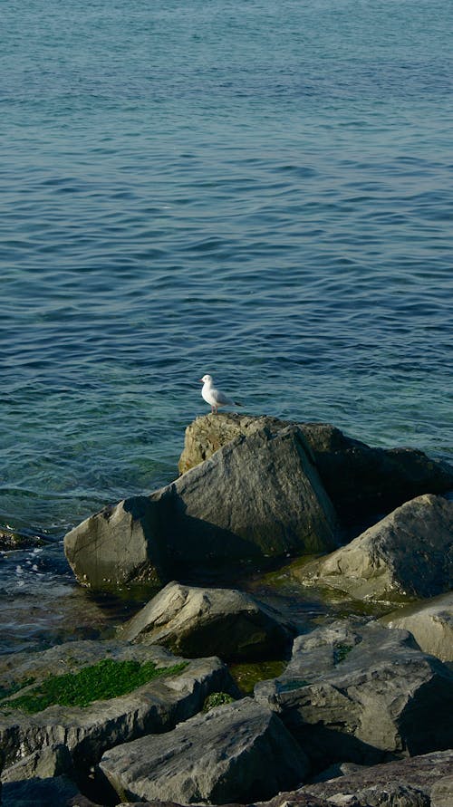 A Seagull Sitting on the Rocks on a Shore 