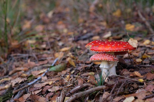 Kostenloses Stock Foto zu fungi, giftig, giftpilze