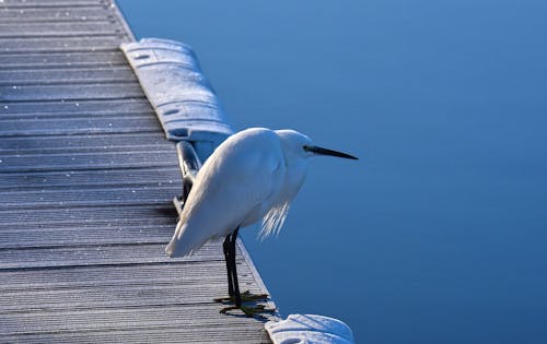 Gratis stockfoto met bevroren, blauw, dieren in het wild