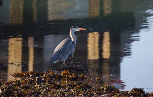 Gratis stockfoto met dieren in het wild, h2o, reiger