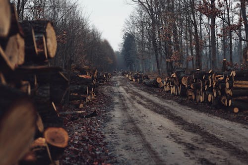 Základová fotografie zdarma na téma dřevo, holý, les