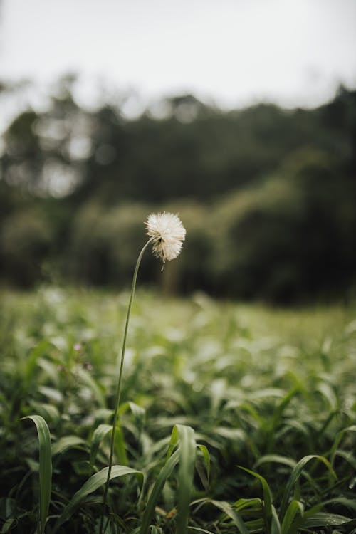 Foto stok gratis bidang, bunga, dandelion