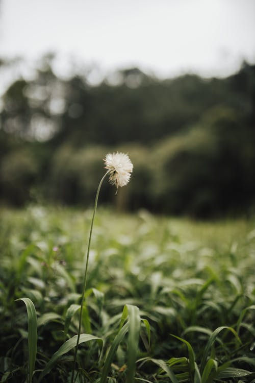 Kostenloses Stock Foto zu blätter, blume, feld