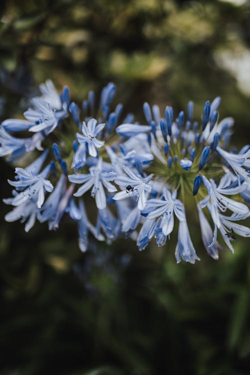 Foto profissional grátis de agapanthus africanus, aumento, beleza