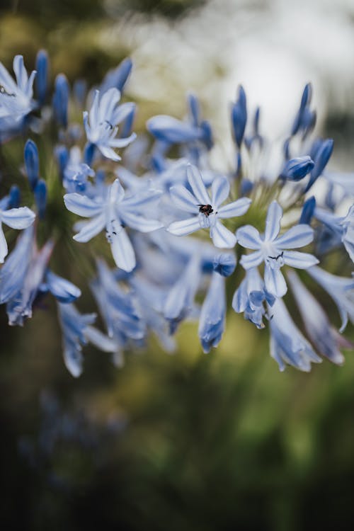 Delicate Blue Flowers