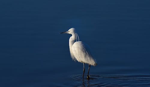 Gratis stockfoto met dieren in het wild, h2o, vogel