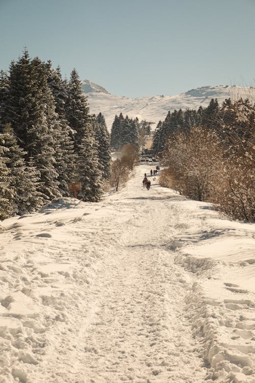 Fotobanka s bezplatnými fotkami na tému chodník, ihličnan, ihličnatý