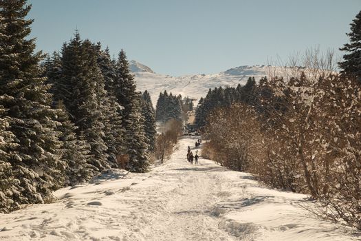 Scenic winter view of a snowy path surrounded by evergreens in Bursa, Türkiye.