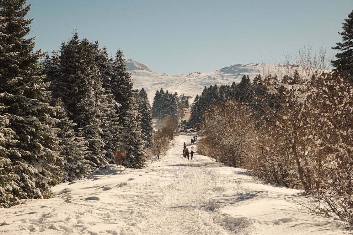 Imagine de stoc gratuită din arbori, arbori veșnic verzi, cer albastru