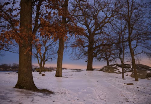 Foto profissional grátis de árvores, cair da noite, com frio