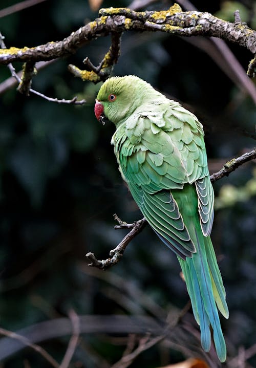 Immagine gratuita di animale, fauna selvatica, pappagallo