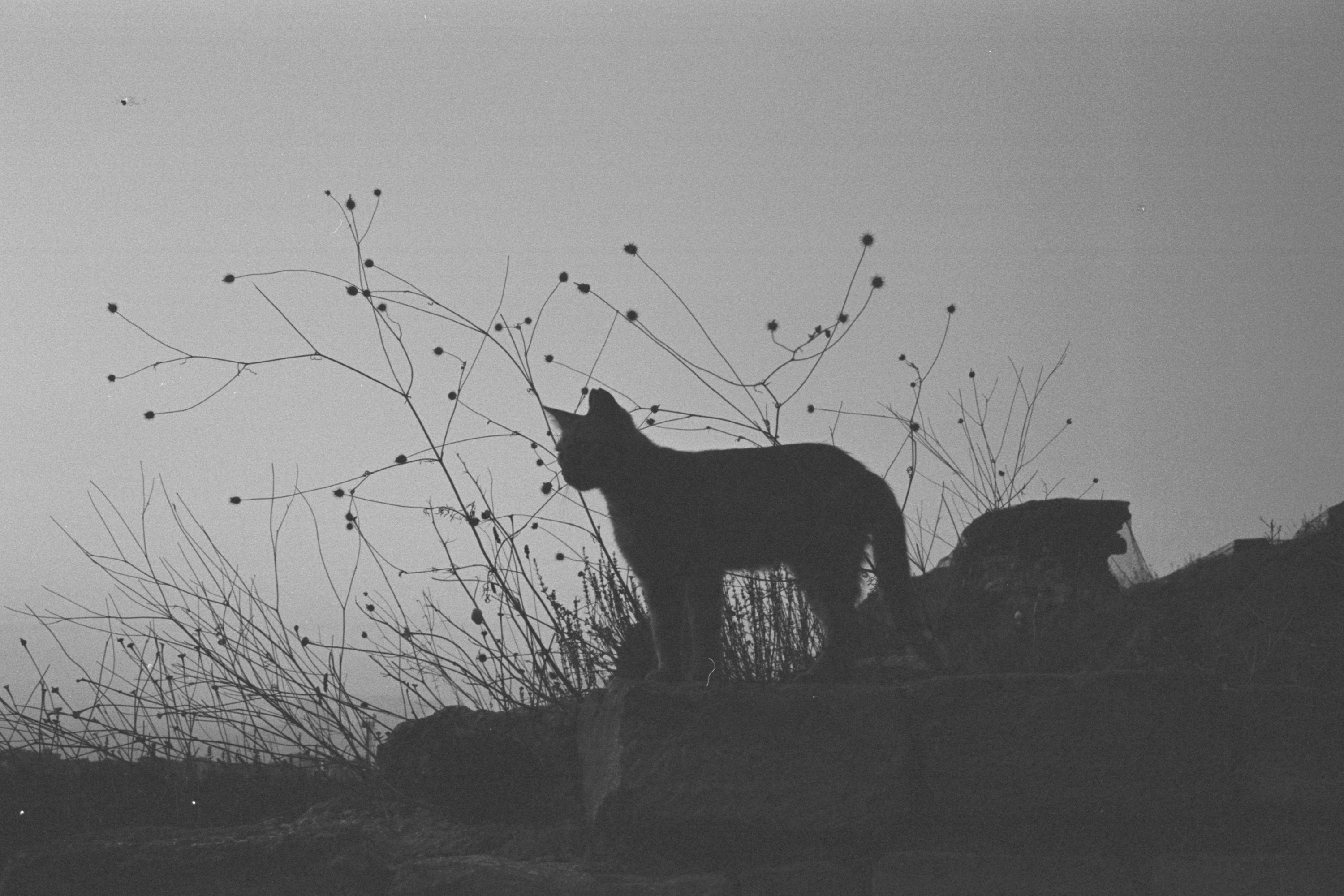 Silhueta de gato selvagem em fundo escuro