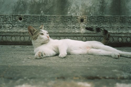 Immagine gratuita di animale domestico, bianco, focus selettivo